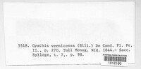 Cyathus olla image